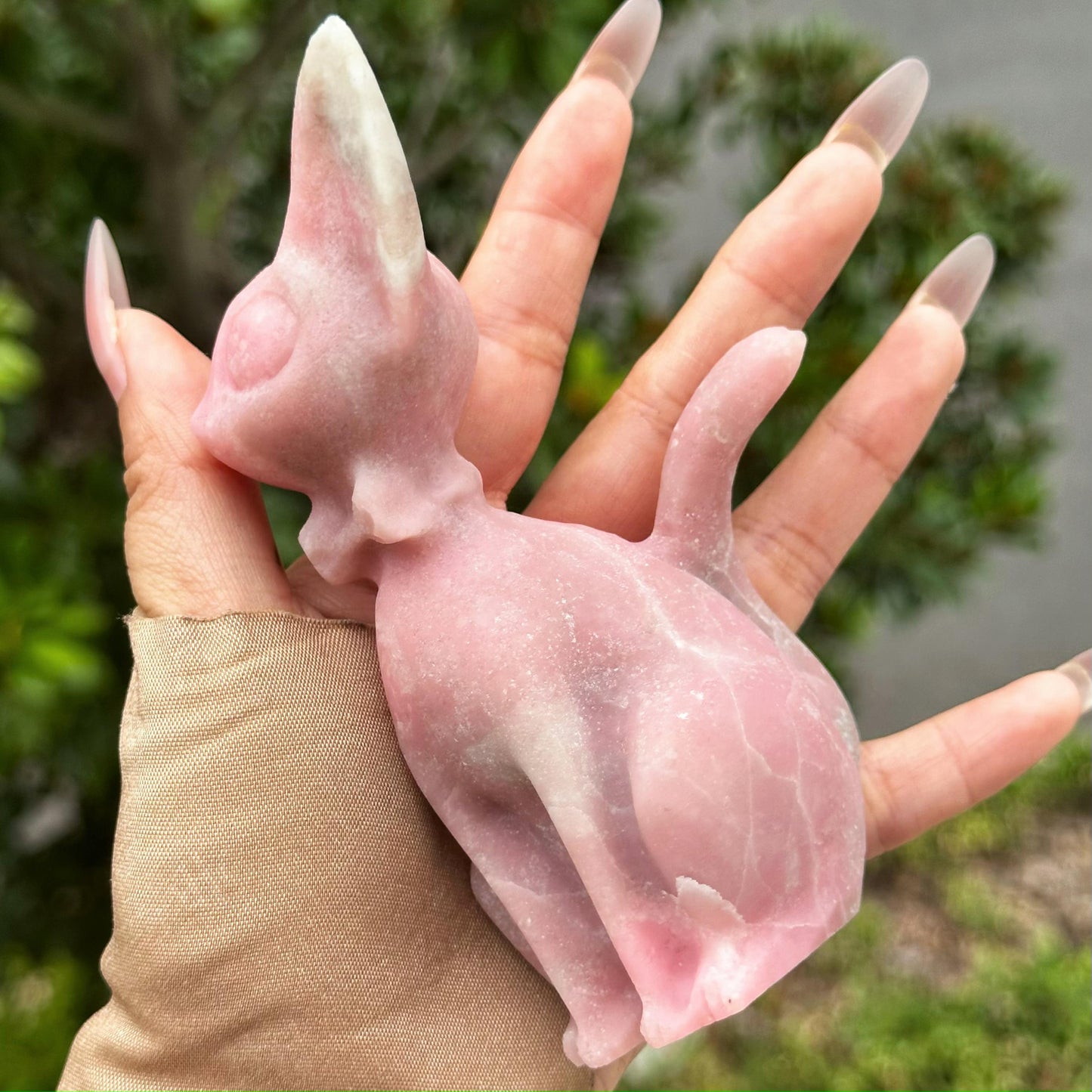 Pink opal cat