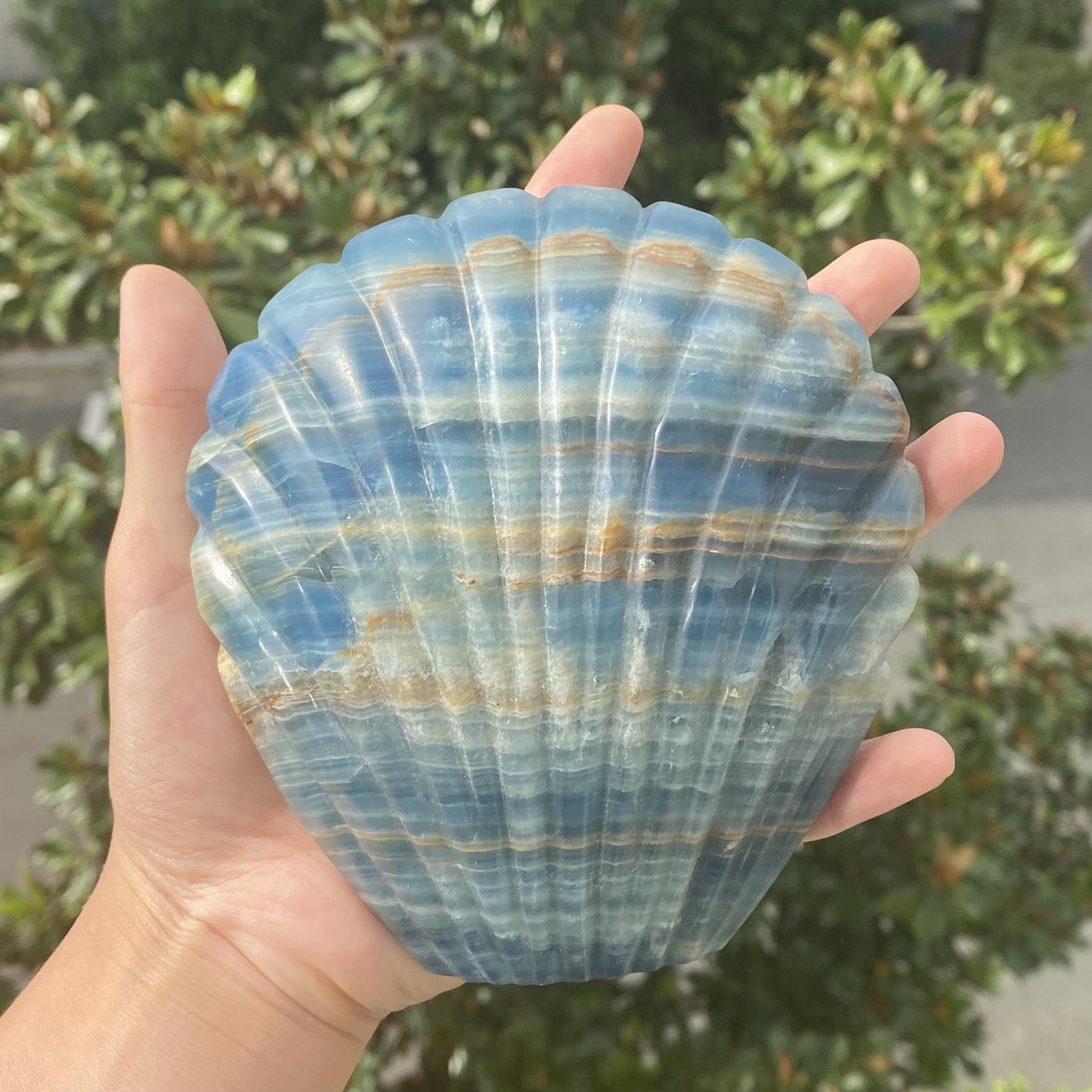 Blue onyx shell